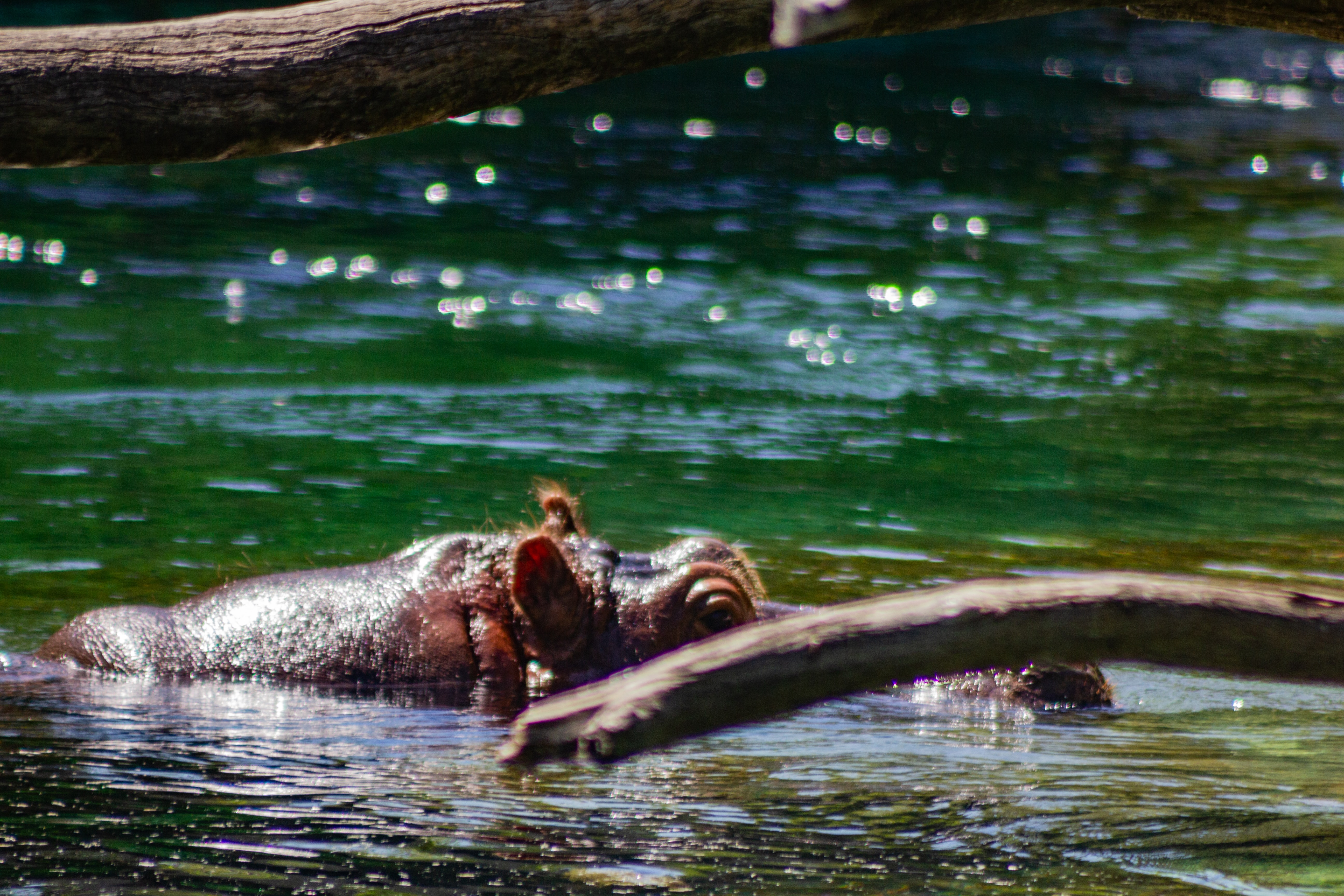 cibi chakravarthi ubxwptbdsh0 unsplash