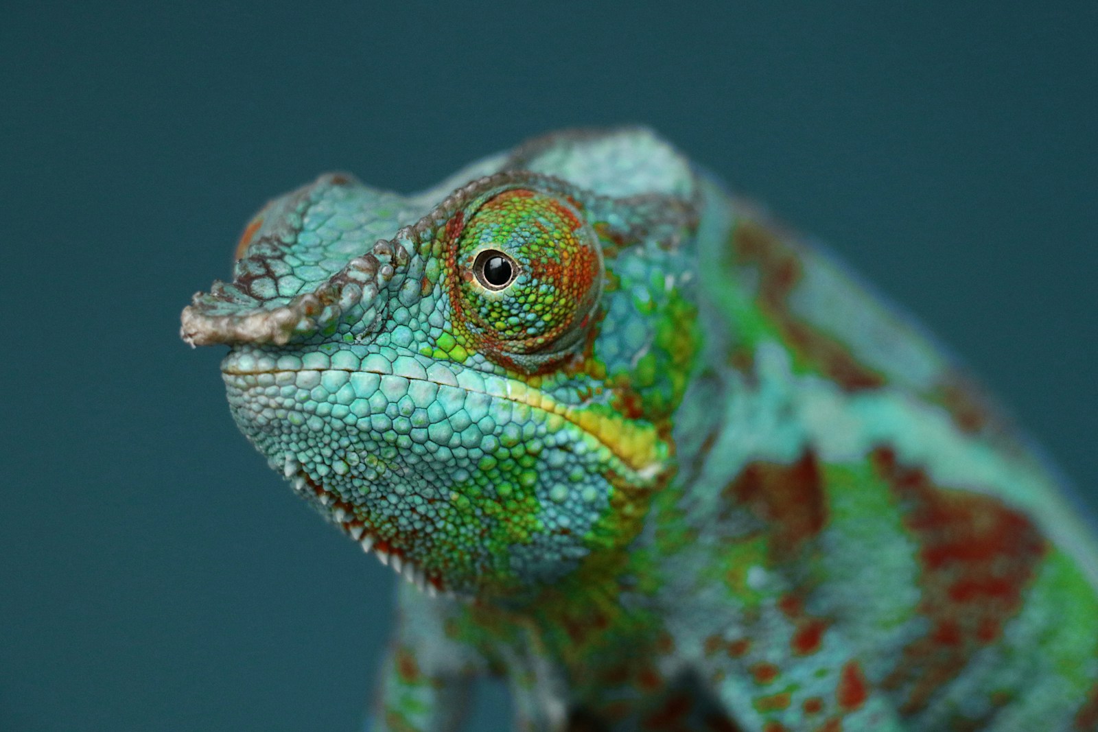 A close up of a green and orange chamelon